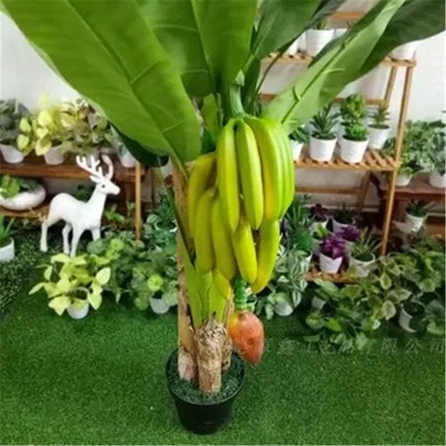 Banana seeds - different varieties