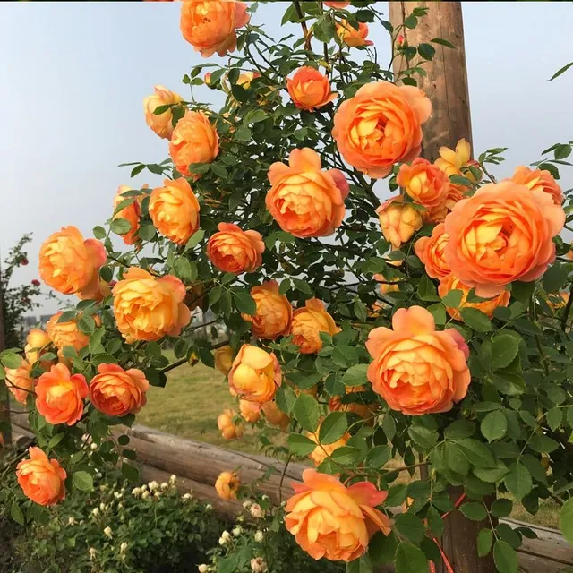 Seeds of beautiful colourful rose - different species