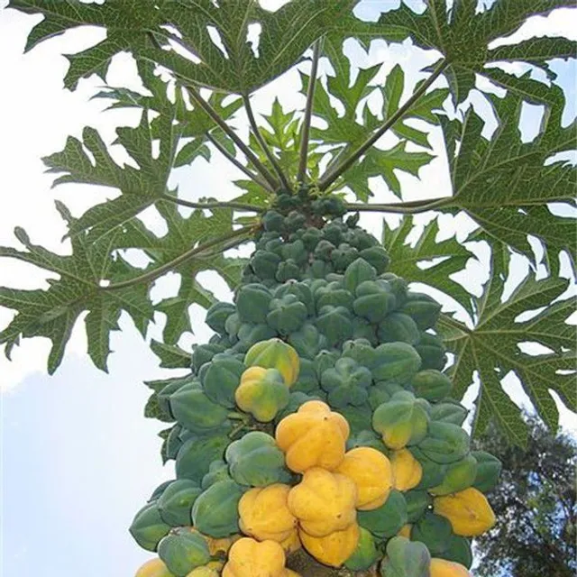 Semințe originale clasice de papaya pentru grădinari 20buc Maisie