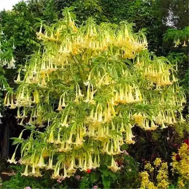 Seminte frumoase de plante de exterior Trompete îngerești - Brugmansia suaveolens