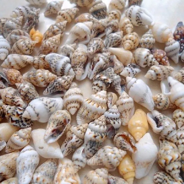 Sea shell 50 pcs