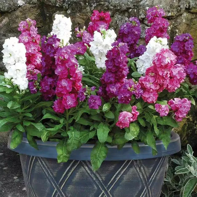 Favourite flower seeds Fiala Grey - Matthiola incana