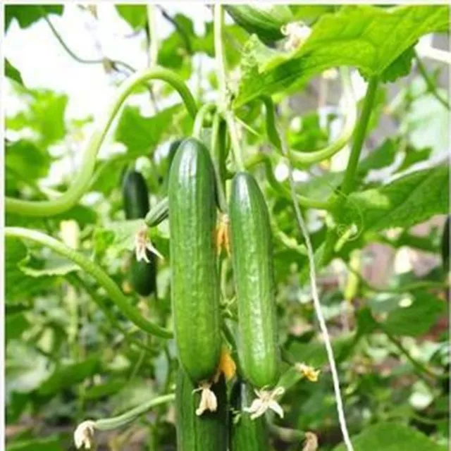 Vegetable seeds Cucumber Cucumis Sativus