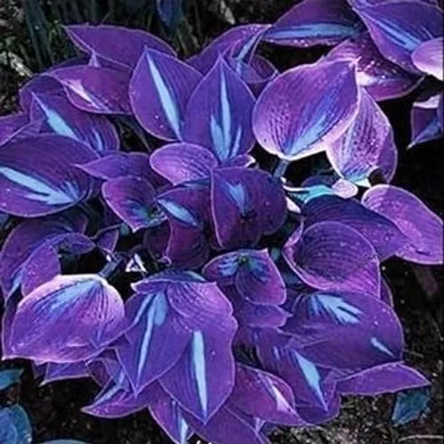 Seeds of the popular plant Bohyška Hosta Stained glass