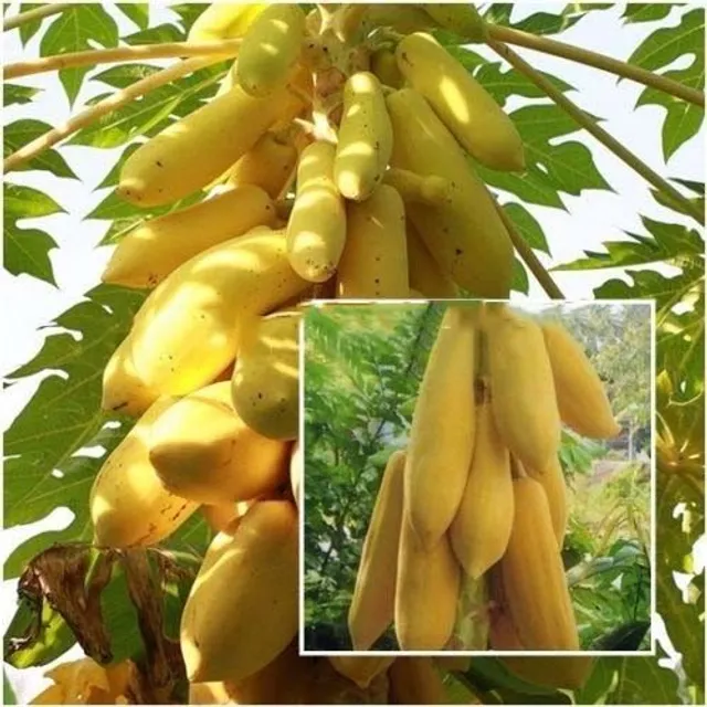 Original classic papaya seeds for gardeners 20pcs Maisie