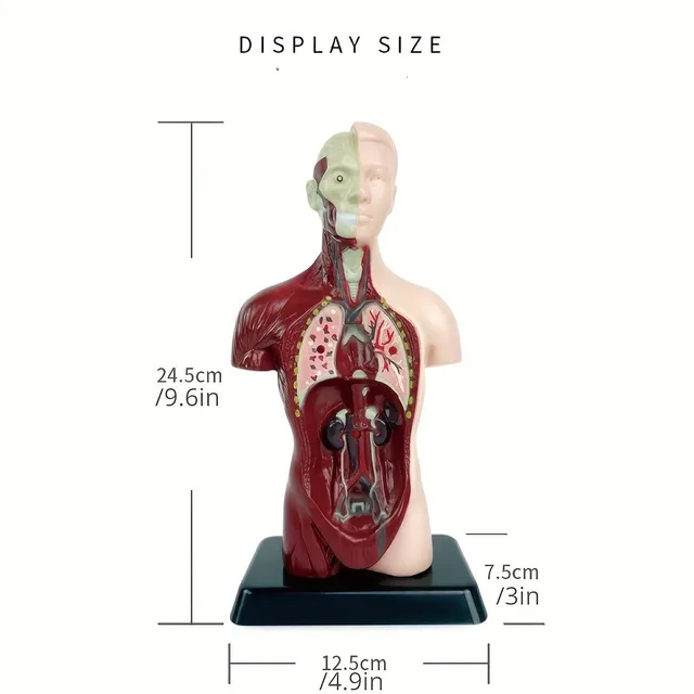 The educational model of the human body with organs to assemble - for fun and interactive learning