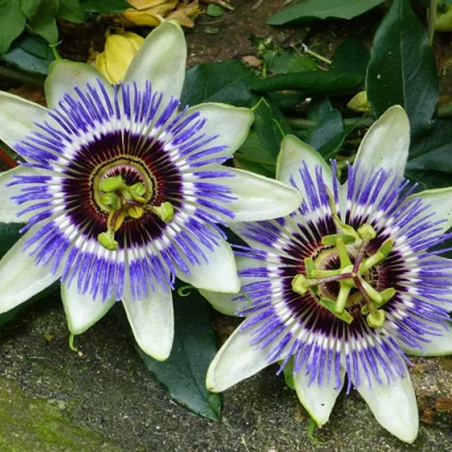 Passiflora Passion owocna mieszanka roślin o różnych kolorach