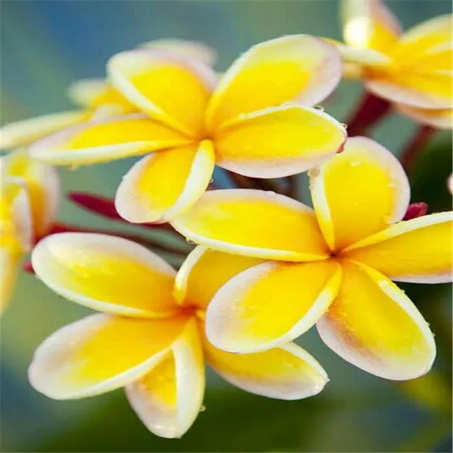 Vetőmagok díszített szabadtéri virágok Plumeria - különböző fajok