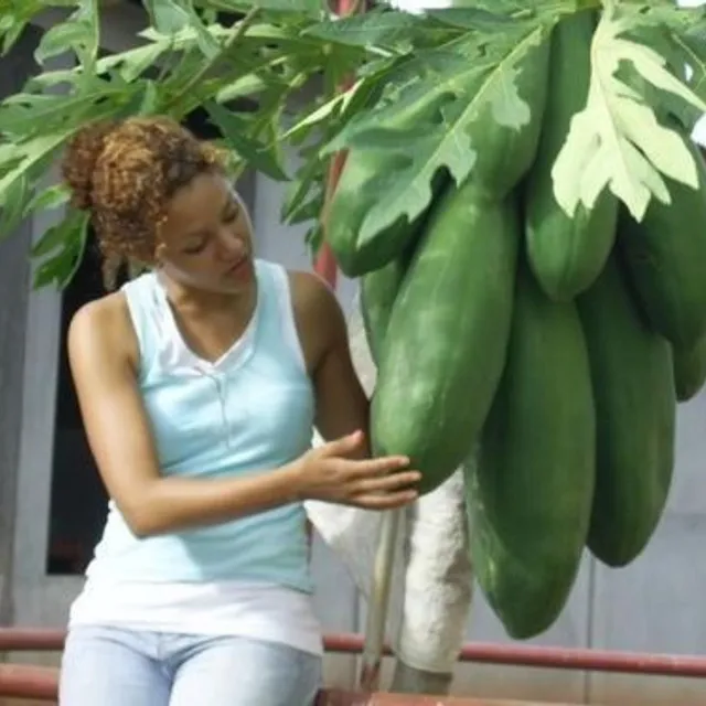 Eredeti klasszikus papaya magok kertészeknek 20db Maisie