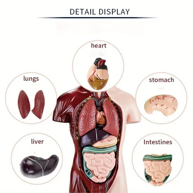 The educational model of the human body with organs to assemble - for fun and interactive learning