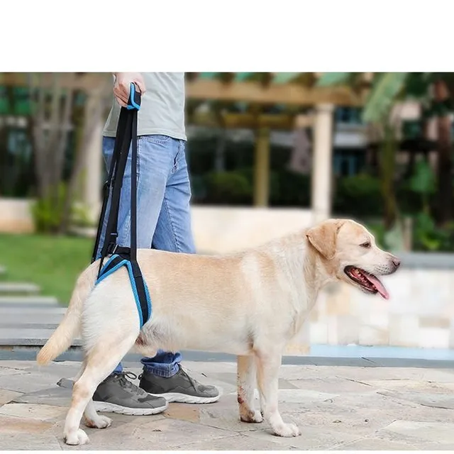 Auxiliary lifting harness for old and injured dogs