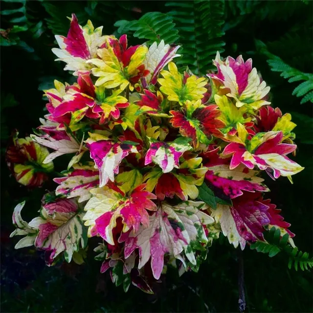 Atrakcyjny kwiat ozdobny Coleus - pokrzywa afrykańska