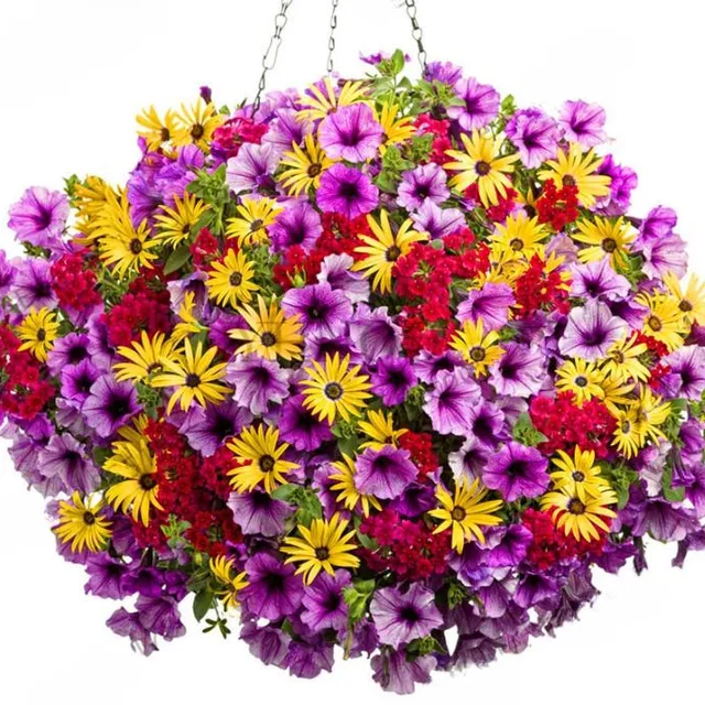 Overhanging multicoloured petunias | 100 seeds