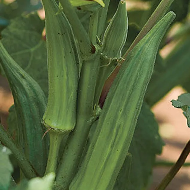 Semi di ibisco commestibile Okra burgunda facile da coltivare dentro, fuori, nei letti, nei vasi - Semi di ibisco commestibile 10 pz