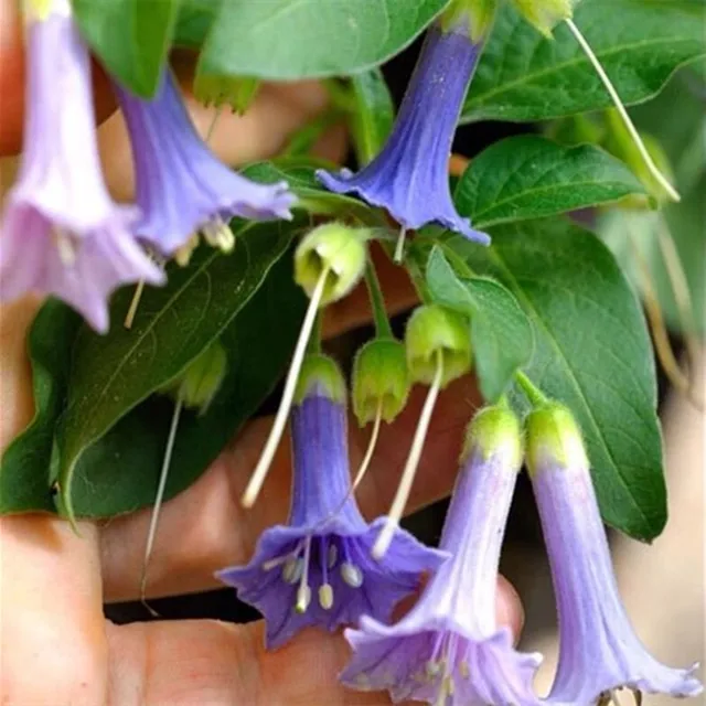 Krásne semená vonkajšej rastliny Anjelská trúbka - Brugmansia suaveolens