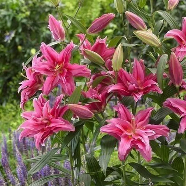 Seeds of ornamental flowers suitable for gardening - various colours Lilies