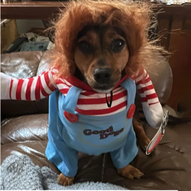 Halloween: Costume of scary dolls for dogs - Cute and scary at the same time