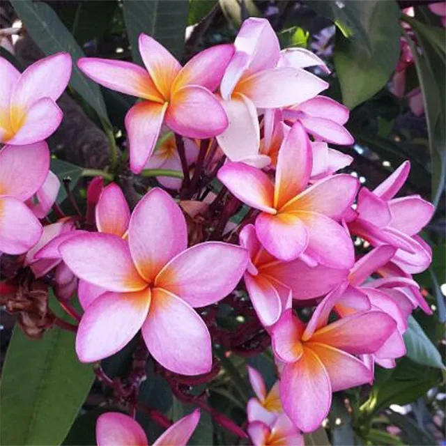 Vetőmagok díszített szabadtéri virágok Plumeria - különböző fajok