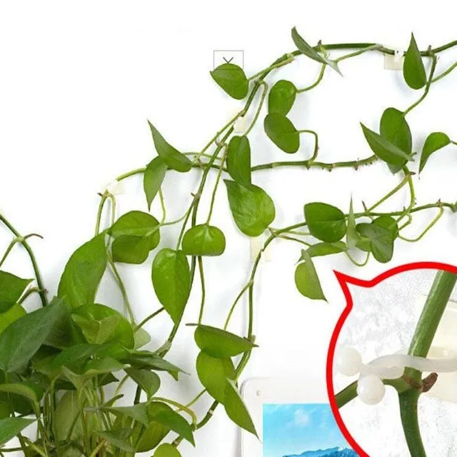 Set de 5 cleme autoadezive pentru lăstarii plantelor de interior
