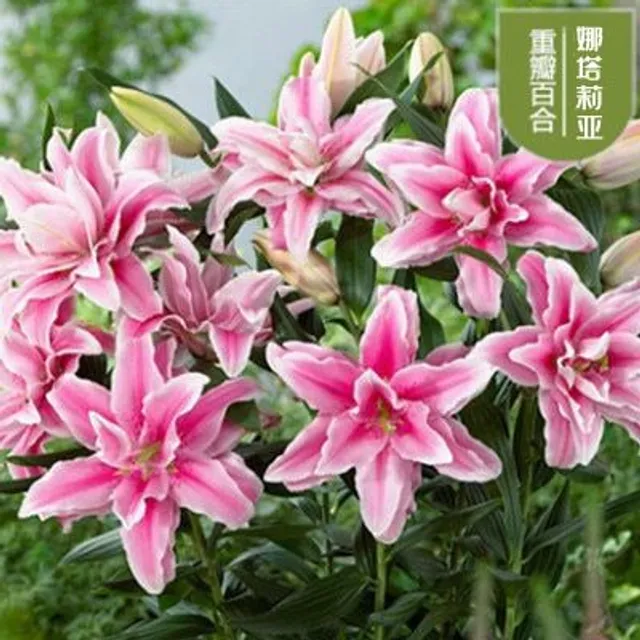 Seeds of ornamental flowers suitable for gardening - various colours Lilies