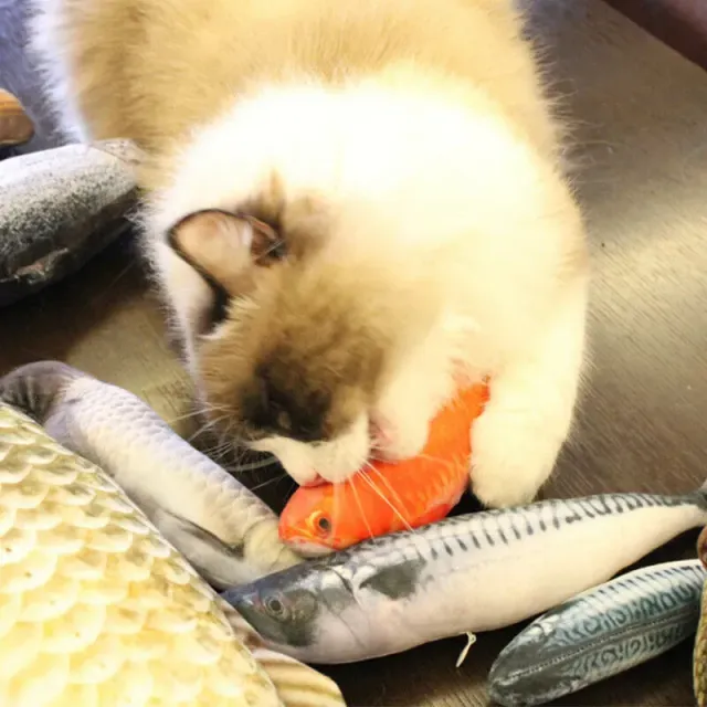 Teddy ryba pre mačky s škrabancami a mačací miešok