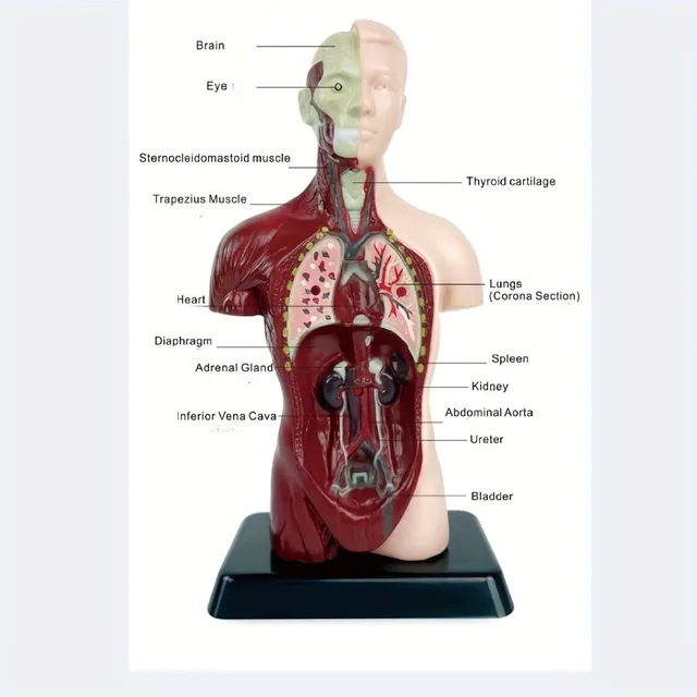 The educational model of the human body with organs to assemble - for fun and interactive learning