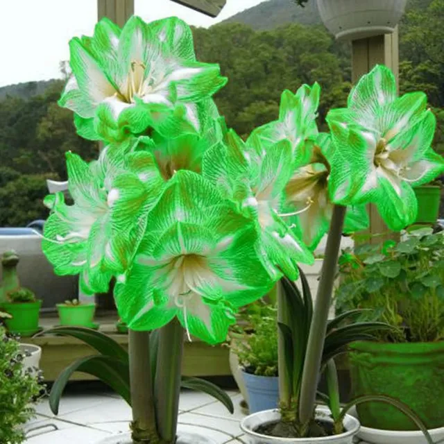 Krásné cibulky jihoafrické květiny Amarylka - Amaryllis