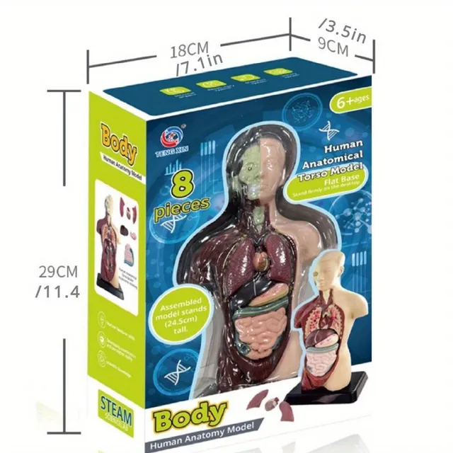 The educational model of the human body with organs to assemble - for fun and interactive learning