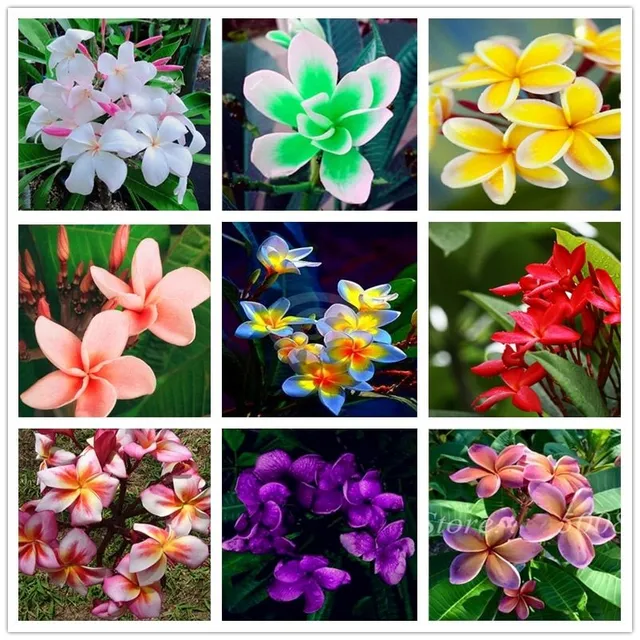 Vetőmagok díszített szabadtéri virágok Plumeria - különböző fajok