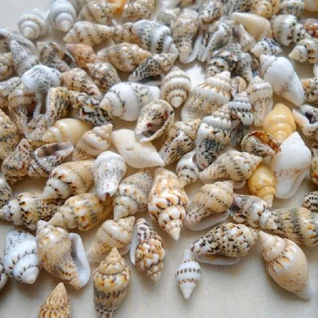 Sea shell 50 pcs