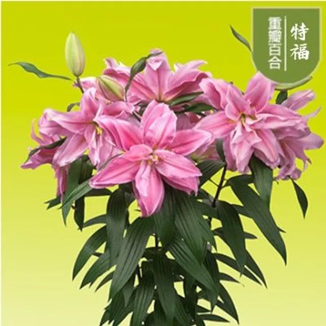 Seeds of ornamental flowers suitable for gardening - various colours Lilies