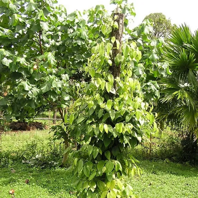 Black pepper tree Piper nigrum, easy to grow outdoors, 20 seeds in beds