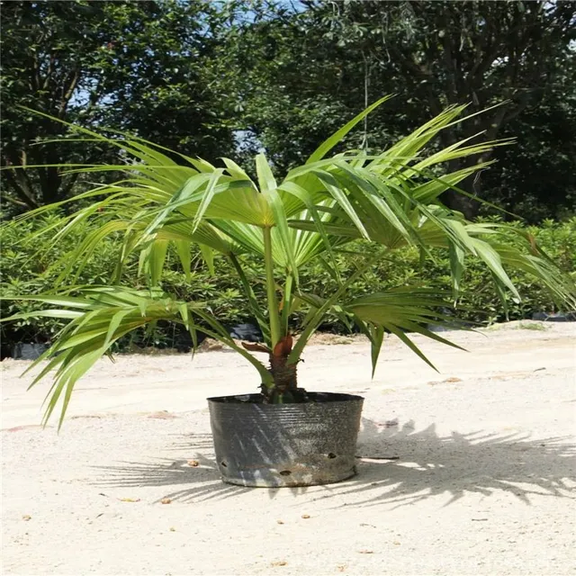 Ornamental palm seeds Chamaerops Excelsa