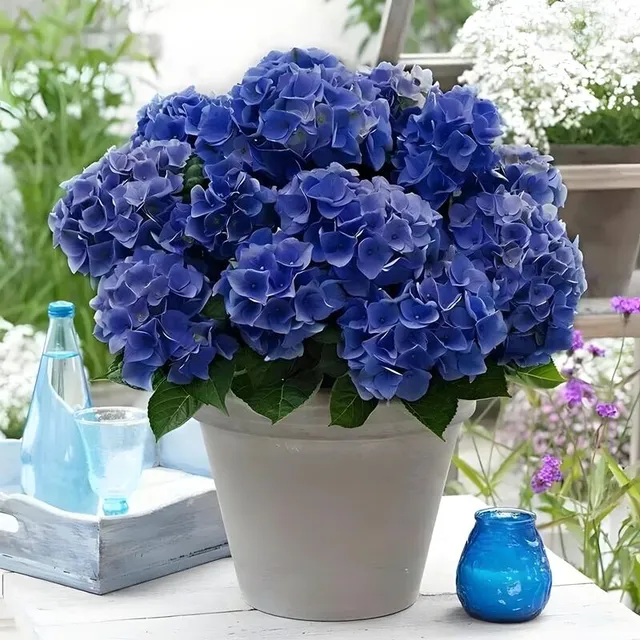 Népszerű szabadtéri virágok magja Hydrangea nagylevelű - különböző fajták