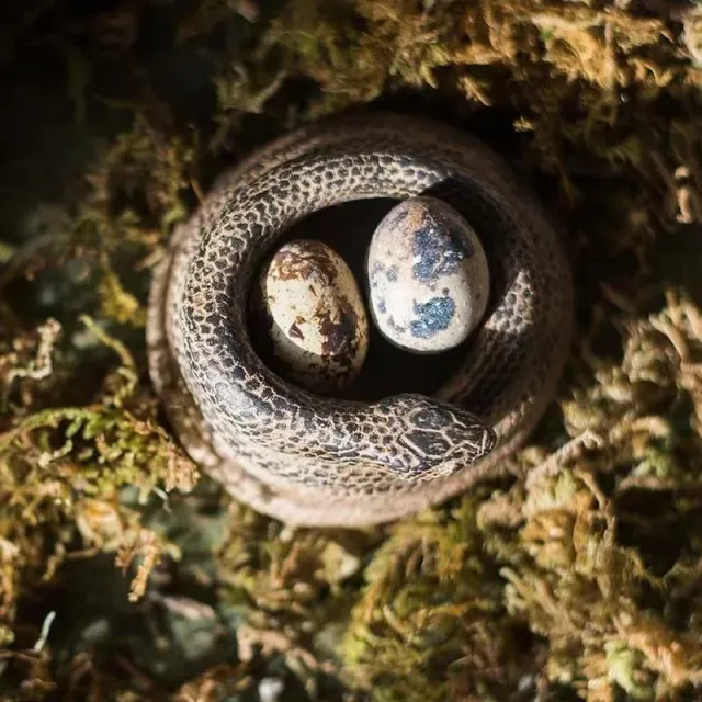 Șevalet creativ din beton cu simbolul șarpelui - simbol al norocului și protecției