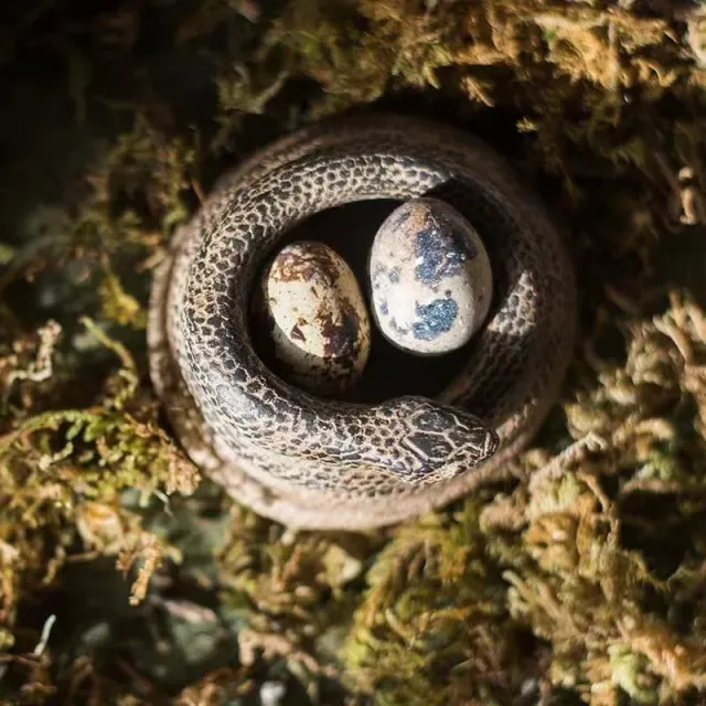 Creative concrete candlestick with snake symbol - symbol of happiness and protection