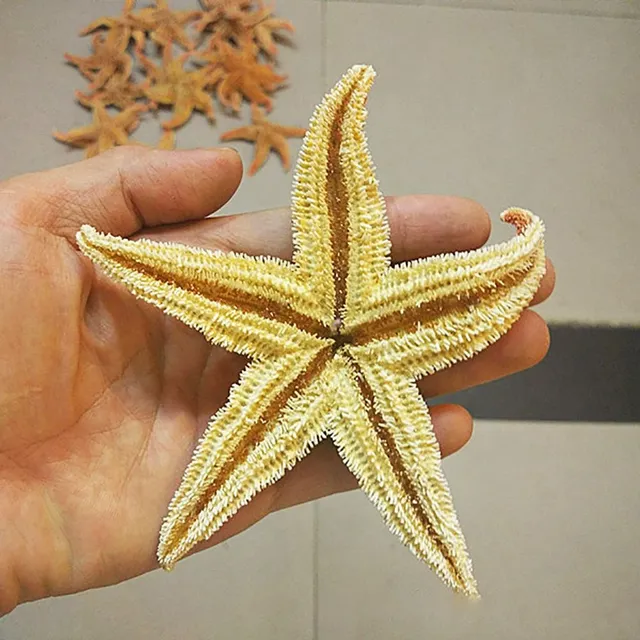 Natural Starfish 2 k