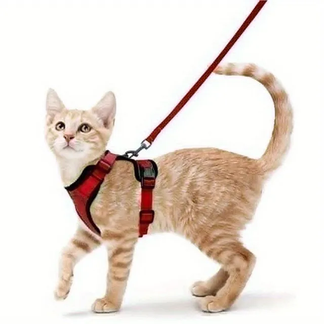 Safety harness and guide for cats - Soft and adjustable, Ideal for walking and exploring