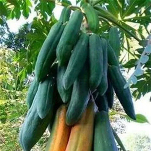 Original classic papaya seeds for gardeners 20pcs Maisie