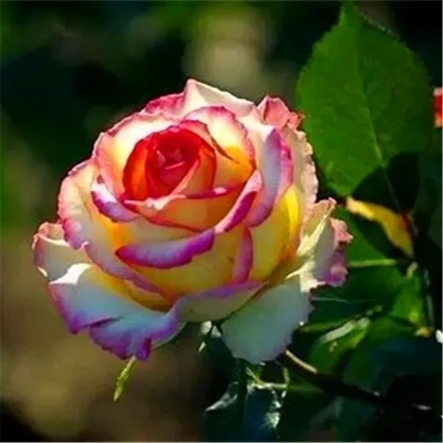 Semena barevných růží mnohokvěté - Kordes