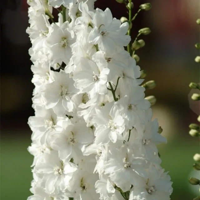 Seminte de flori inalte pentru gradina de diverse culori - Delphinium grandiflorum