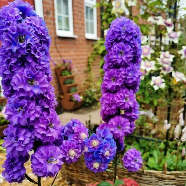 Graines de fleurs d'extérieur hautes de différentes couleurs - Delphinium à grandes fleurs