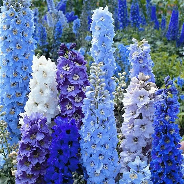 Seminte de flori inalte pentru gradina de diverse culori - Delphinium grandiflorum