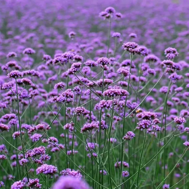 Seeds of very popular purple flowers - Argentian vervain