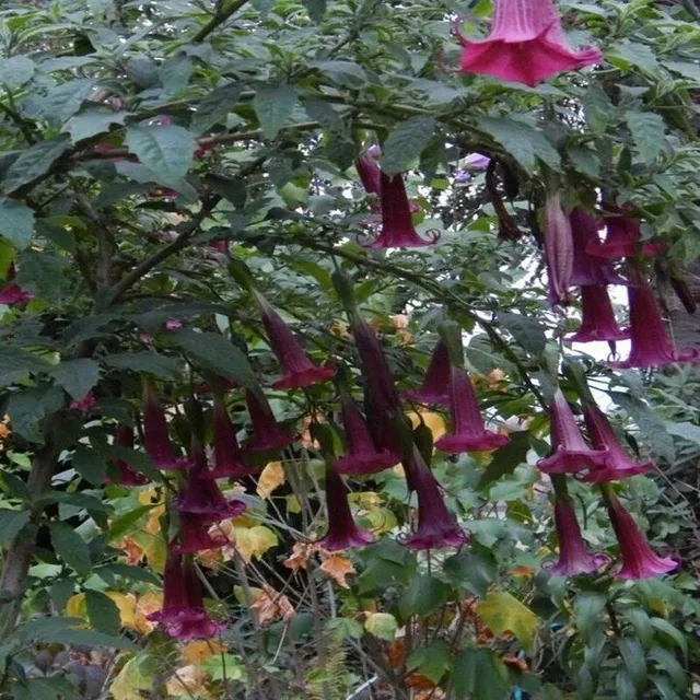 Beautiful seeds of the outdoor plant Angel's Trumpet - Brugmansia suaveolens