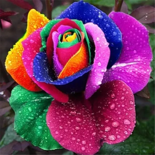 Rose flowers | 100 seeds