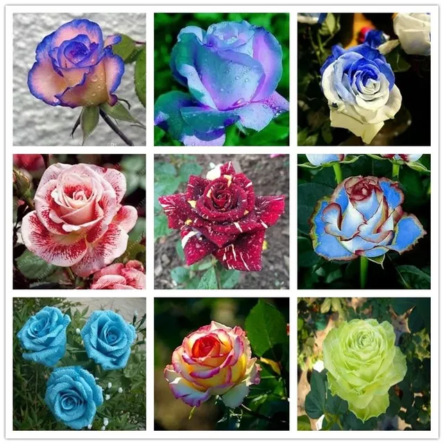 Semená pestrofarebných mnohokvetých ruží - Kordes