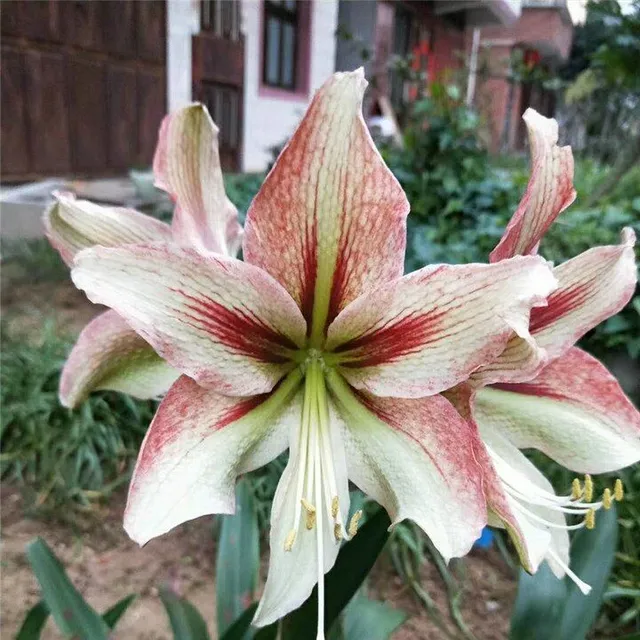 Seeds of colourful flowers Amaryllis - different species