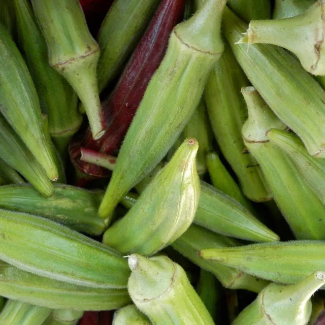 Semi di ibisco commestibile Okra burgunda facile da coltivare dentro, fuori, nei letti, nei vasi - Semi di ibisco commestibile 10 pz