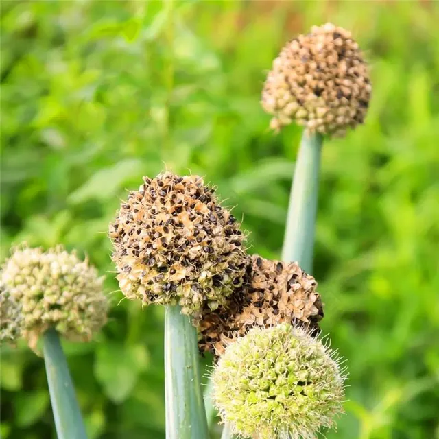 Seeds of ornamental coloured garlic - different varieties